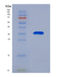SDS-PAGE analysis of Mouse Gnrhr (Gonadotropin-Releasing Hormone Receptor) - Recombinant Protein, showing >90% purity under 15% SDS-PAGE (Reduced)