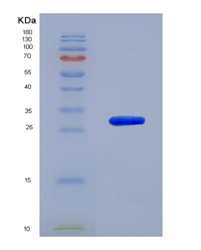 SDS-PAGE analysis of Human GZMA (Granzyme A) - Recombinant Protein, showing >90% purity under 15% SDS-PAGE (Reduced)