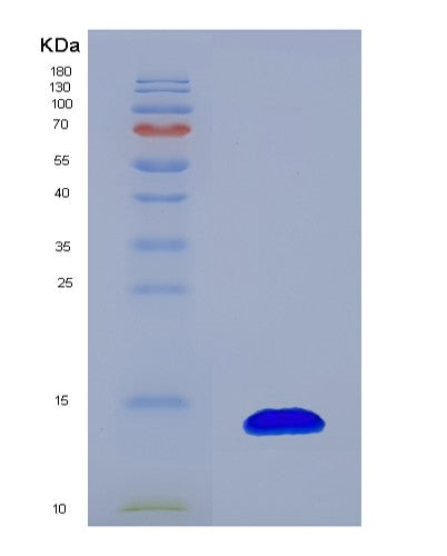 SDS-PAGE analysis of Human CCL20 (C-C Motif Chemokine 20) - Recombinant Protein, showing >95% purity under 15% SDS-PAGE (Reduced)
