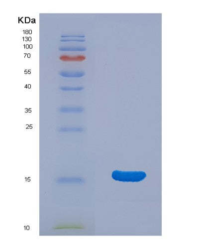 SDS-PAGE analysis of Human CRADD (Death Domain-Containing Protein Cradd) - Recombinant Protein, showing >95% purity under 15% SDS-PAGE (Reduced)
