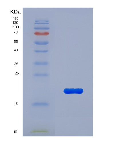 SDS-PAGE analysis of Human MUC5AC (Mucin-5Ac) - Recombinant Protein, showing >90% purity under 15% SDS-PAGE (Reduced)