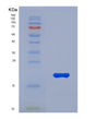 SDS-PAGE analysis of Human MUC5AC (Mucin-5Ac) - Recombinant Protein, showing >90% purity under 15% SDS-PAGE (Reduced)