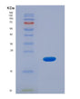 SDS-PAGE analysis of Human DDX39B (Spliceosome Rna Helicase Ddx39B) - Recombinant Protein, showing >90% purity under 15% SDS-PAGE (Reduced)