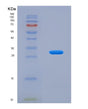 SDS-PAGE analysis of Human PIBF1 (Progesterone-Induced-Blocking Factor 1) - Recombinant Protein, showing >90% purity under 15% SDS-PAGE (Reduced)