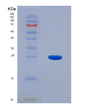 SDS-PAGE analysis of Mouse Ctsb (Cathepsin B) - Recombinant Protein, showing >90% purity under 15% SDS-PAGE (Reduced)