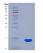 SDS-PAGE analysis of Human PLOD3 (Multifunctional Procollagen Lysine Hydroxylase And Glycosyltransferase Lh3) - Recombinant Protein, showing >90% purity under 15% SDS-PAGE (Reduced)