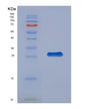 SDS-PAGE analysis of Human CDK16 (Cyclin-Dependent Kinase 16) - Recombinant Protein, showing >90% purity under 15% SDS-PAGE (Reduced)