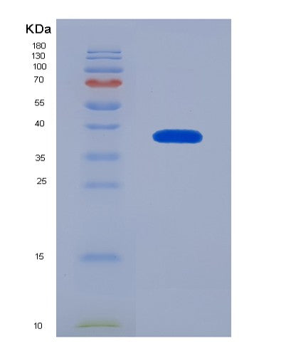 SDS-PAGE analysis of Human HSF1 (Heat Shock Factor Protein 1) - Recombinant Protein, showing >85% purity under 15% SDS-PAGE (Reduced)