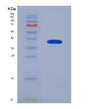 SDS-PAGE analysis of Human HSF1 (Heat Shock Factor Protein 1) - Recombinant Protein, showing >85% purity under 15% SDS-PAGE (Reduced)