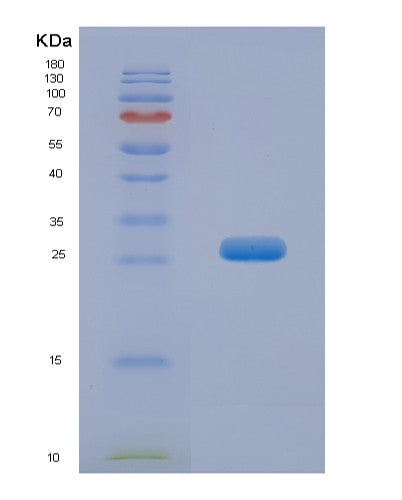 SDS-PAGE analysis of Mouse Apoa1 (Apolipoprotein A-I) - Recombinant Protein, showing >85% purity under 15% SDS-PAGE (Reduced)