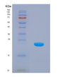 SDS-PAGE analysis of Human HMGCS1 (Hydroxymethylglutaryl-Coa Synthase, Cytoplasmic) - Recombinant Protein, showing >85% purity under 15% SDS-PAGE (Reduced)