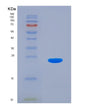 SDS-PAGE analysis of Human DR1 (Protein Dr1) - Recombinant Protein, showing >90% purity under 15% SDS-PAGE (Reduced)
