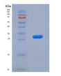 SDS-PAGE analysis of Human POU5F1 (Pou Domain, Class 5, Transcription Factor 1) - Recombinant Protein, showing >95% purity under 15% SDS-PAGE (Reduced)