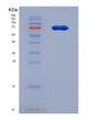 SDS-PAGE analysis of Human HGD (Homogentisate 1,2-Dioxygenase) - Recombinant Protein, showing >90% purity under 15% SDS-PAGE (Reduced)