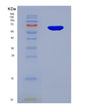 SDS-PAGE analysis of Human PRF1 (Perforin-1) - Recombinant Protein, showing >90% purity under 15% SDS-PAGE (Reduced)