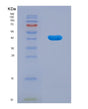 SDS-PAGE analysis of Human FANCD2 (Fanconi Anemia Group D2 Protein) - Recombinant Protein, showing >90% purity under 15% SDS-PAGE (Reduced)