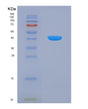 SDS-PAGE analysis of Human DHODH (Dihydroorotate Dehydrogenase (Quinone), Mitochondrial) - Recombinant Protein, showing >85% purity under 15% SDS-PAGE (Reduced)