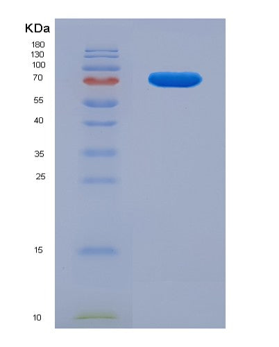 SDS-PAGE analysis of Human FKBP4 (Peptidyl-Prolyl Cis-Trans Isomerase Fkbp4) - Recombinant Protein, showing >90% purity under 15% SDS-PAGE (Reduced)