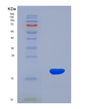 SDS-PAGE analysis of Human GP6 (Platelet Glycoprotein Vi) - Recombinant Protein, showing >90% purity under 15% SDS-PAGE (Reduced)