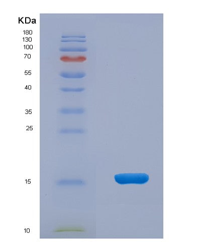 SDS-PAGE analysis of Human TNFRSF9 (Tumor Necrosis Factor Receptor Superfamily Member 9) - Recombinant Protein, showing >85% purity under 15% SDS-PAGE (Reduced)