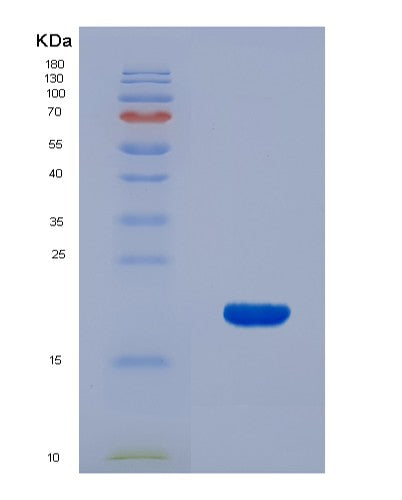 SDS-PAGE analysis of Human CXCL9 (C-X-C Motif Chemokine 9) - Recombinant Protein, showing >85% purity under 15% SDS-PAGE (Reduced)