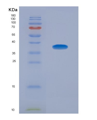 SDS-PAGE analysis of Human MCL1 (Induced Myeloid Leukemia Cell Differentiation Protein Mcl-1) - Recombinant Protein, showing >90% purity under 15% SDS-PAGE (Reduced)