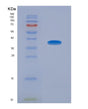 SDS-PAGE analysis of Human MCL1 (Induced Myeloid Leukemia Cell Differentiation Protein Mcl-1) - Recombinant Protein, showing >90% purity under 15% SDS-PAGE (Reduced)