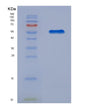 SDS-PAGE analysis of Human RGS1 (Regulator Of G-Protein Signaling 1) - Recombinant Protein, showing >85% purity under 15% SDS-PAGE (Reduced)