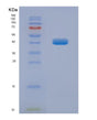 SDS-PAGE analysis of Human TEF (Thyrotroph Embryonic Factor) - Recombinant Protein, showing >95% purity under 15% SDS-PAGE (Reduced)