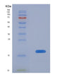SDS-PAGE analysis of Human BST2 (Bone Marrow Stromal Antigen 2) - Recombinant Protein, showing >90% purity under 15% SDS-PAGE (Reduced)