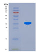 SDS-PAGE analysis of Human FSTL1 (Follistatin-Related Protein 1) - Recombinant Protein, showing >90% purity under 15% SDS-PAGE (Reduced)