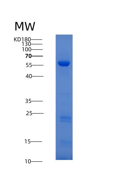 SDS-PAGE analysis of Human GMDS (Gdp-Mannose 4,6 Dehydratase) - Recombinant Protein, showing >90% purity under 15% SDS-PAGE (Reduced)