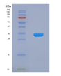 SDS-PAGE analysis of Human LMAN2 (Vesicular Integral-Membrane Protein Vip36) - Recombinant Protein, showing >90% purity under 15% SDS-PAGE (Reduced)