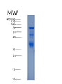 SDS-PAGE analysis of Human HTR1A (5-Hydroxytryptamine Receptor 1A) - Recombinant Protein, showing >80% purity under 15% SDS-PAGE (Reduced)
