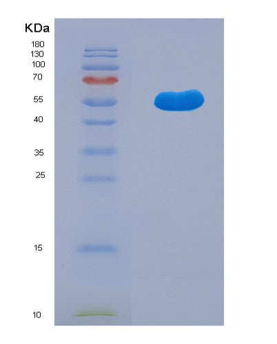 SDS-PAGE analysis of Human TRAF1 (Tnf Receptor-Associated Factor 1) - Recombinant Protein, showing >85% purity under 15% SDS-PAGE (Reduced)