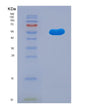 SDS-PAGE analysis of Human TRAF1 (Tnf Receptor-Associated Factor 1) - Recombinant Protein, showing >85% purity under 15% SDS-PAGE (Reduced)