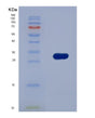SDS-PAGE analysis of Human CTBP1 (C-Terminal-Binding Protein 1) - Recombinant Protein, showing >90% purity under 15% SDS-PAGE (Reduced)
