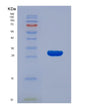 SDS-PAGE analysis of Human SMAD4 (Mothers Against Decapentaplegic Homolog 4) - Recombinant Protein, showing >90% purity under 15% SDS-PAGE (Reduced)