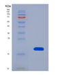 SDS-PAGE analysis of Human EIF4EBP1 (Eukaryotic Translation Initiation Factor 4E-Binding Protein 1) - Recombinant Protein, showing >90% purity under 15% SDS-PAGE (Reduced)