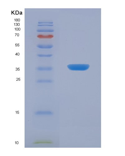 SDS-PAGE analysis of Human WNT3 (Proto-Oncogene Wnt-3) - Recombinant Protein, showing >90% purity under 15% SDS-PAGE (Reduced)