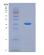 SDS-PAGE analysis of Human WNT3 (Proto-Oncogene Wnt-3) - Recombinant Protein, showing >90% purity under 15% SDS-PAGE (Reduced)