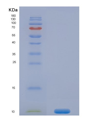 SDS-PAGE analysis of Mouse Ins1 (Insulin-1) - Recombinant Protein, CAT# BLT-08457P showing >90% purity under 15% SDS-PAGE (Reduced)