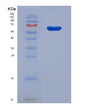 SDS-PAGE analysis of Human SNX1 (Sorting Nexin-1) - Recombinant Protein, showing >90% purity under 15% SDS-PAGE (Reduced)