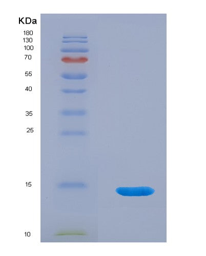 SDS-PAGE analysis of Human CEACAM7 (Cell Adhesion Molecule Ceacam7) - Recombinant Protein, showing >95% purity under 15% SDS-PAGE (Reduced)