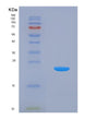 SDS-PAGE analysis of Human CIRBP (Cold-Inducible Rna-Binding Protein) - Recombinant Protein, showing >95% purity under 15% SDS-PAGE (Reduced)
