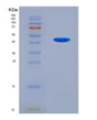 SDS-PAGE analysis of Human IRF3 (Interferon Regulatory Factor 3) - Recombinant Protein, showing >95% purity under 15% SDS-PAGE (Reduced)