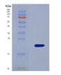 SDS-PAGE analysis of Human WTAP (Pre-Mrna-Splicing Regulator Wtap) - Recombinant Protein, showing >95% purity under 15% SDS-PAGE (Reduced)