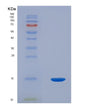 SDS-PAGE analysis of Human PCOLCE (Procollagen C-Endopeptidase Enhancer 1) - Recombinant Protein, showing >85% purity under 15% SDS-PAGE (Reduced)