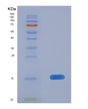 SDS-PAGE analysis of Human ELOB (Elongin-B) - Recombinant Protein, showing >85% purity under 15% SDS-PAGE (Reduced)