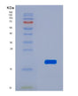 SDS-PAGE analysis of Human ANGPT1 (Angiopoietin-1) - Recombinant Protein, showing >90% purity under 15% SDS-PAGE (Reduced)